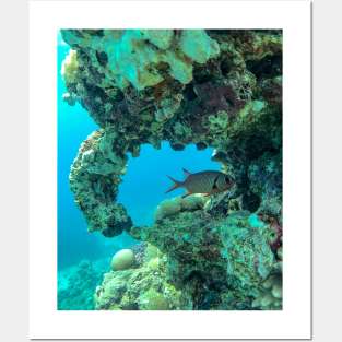 Coral reef and scuba diver Posters and Art